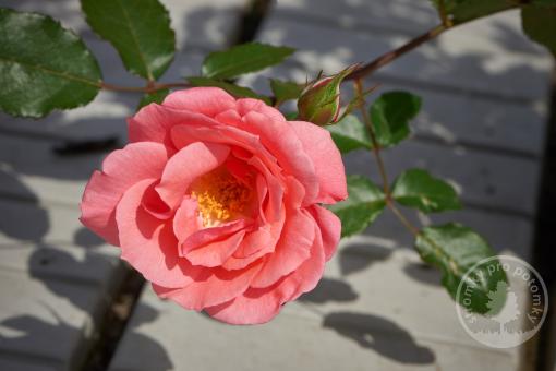 Růže floribunda Pernille Poulsen